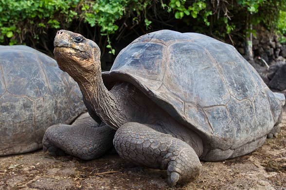 Galápagos giant tortoise