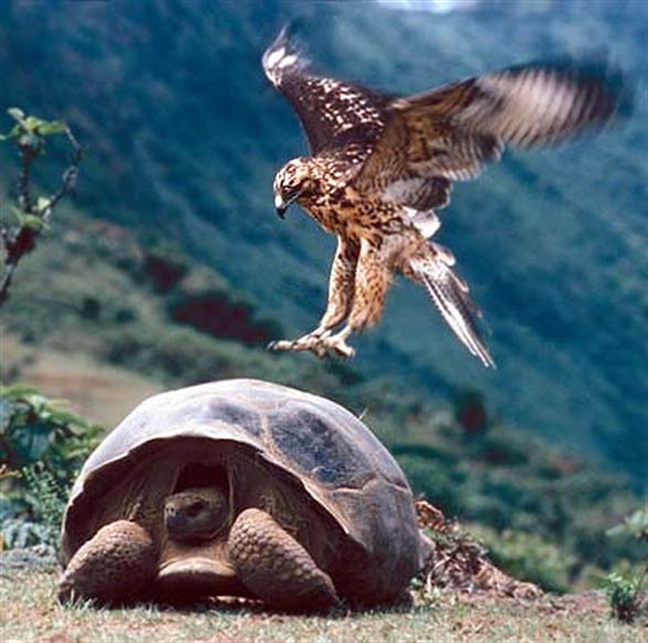 Galápagos giant tortoise