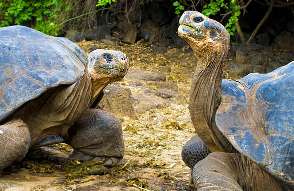 Galápagos giant tortoise