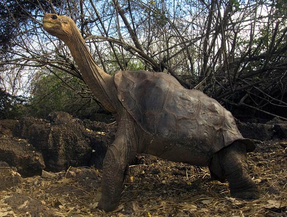 Galápagos giant tortoise