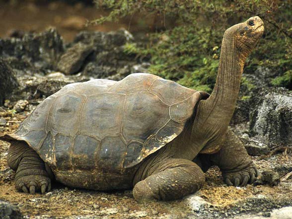 Galápagos giant tortoise (Chelonoidis nigra)