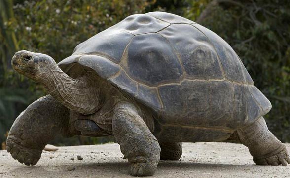 Galápagos giant tortoise