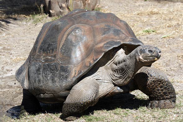 Galápagos giant tortoise