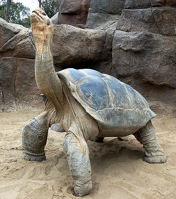 Galápagos giant tortoise