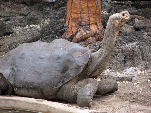Galápagos giant tortoise