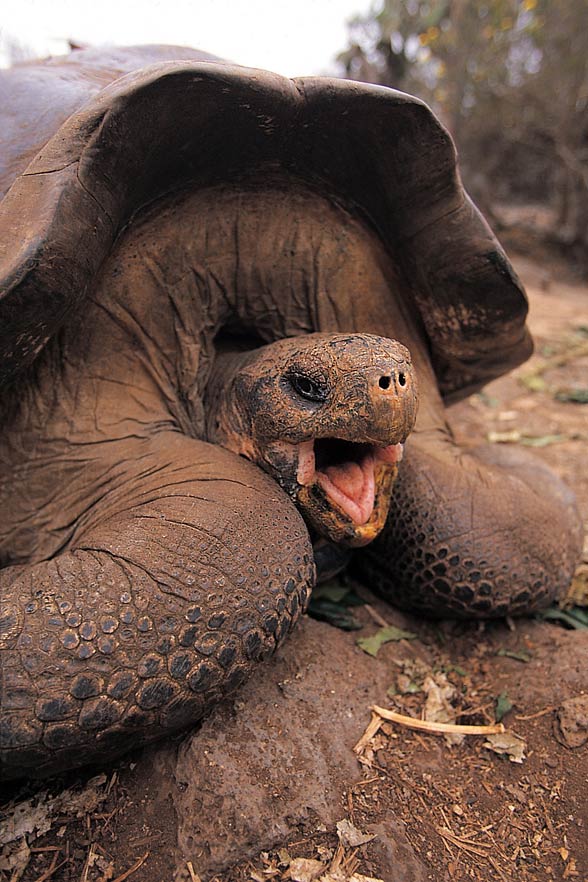 Galápagos giant tortoise