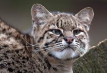 Geoffroy's cat (Leopardus geoffroyi)