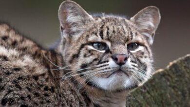 Geoffroy's cat (Leopardus geoffroyi)