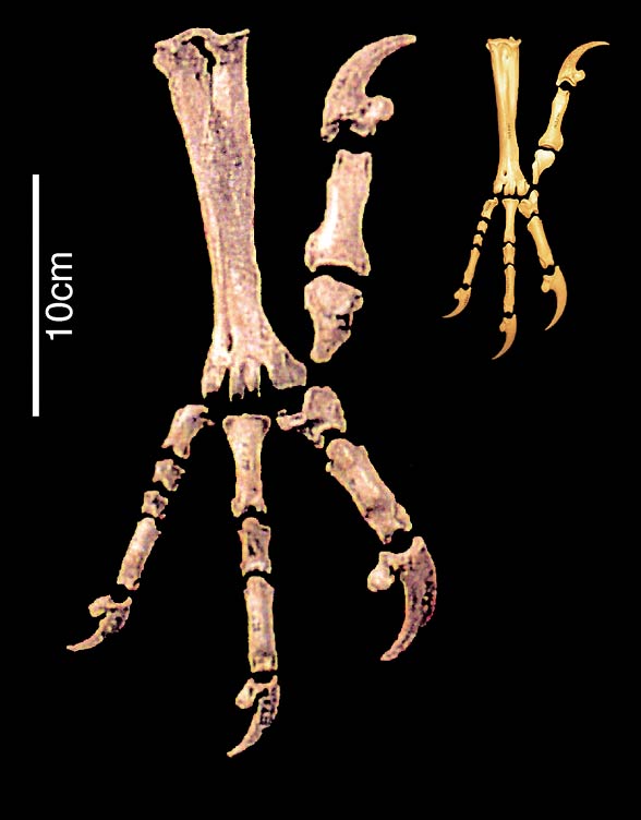 Haast's eagle (Harpagornis moorei)
