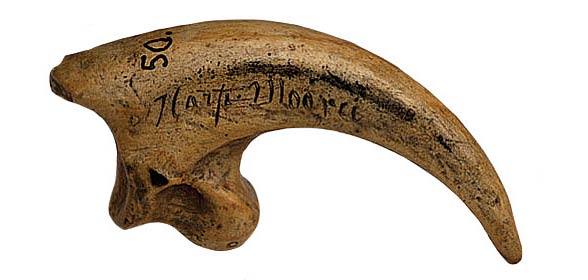 Haast's eagle (Harpagornis moorei)