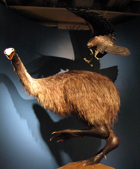Haast's eagle (Harpagornis moorei)