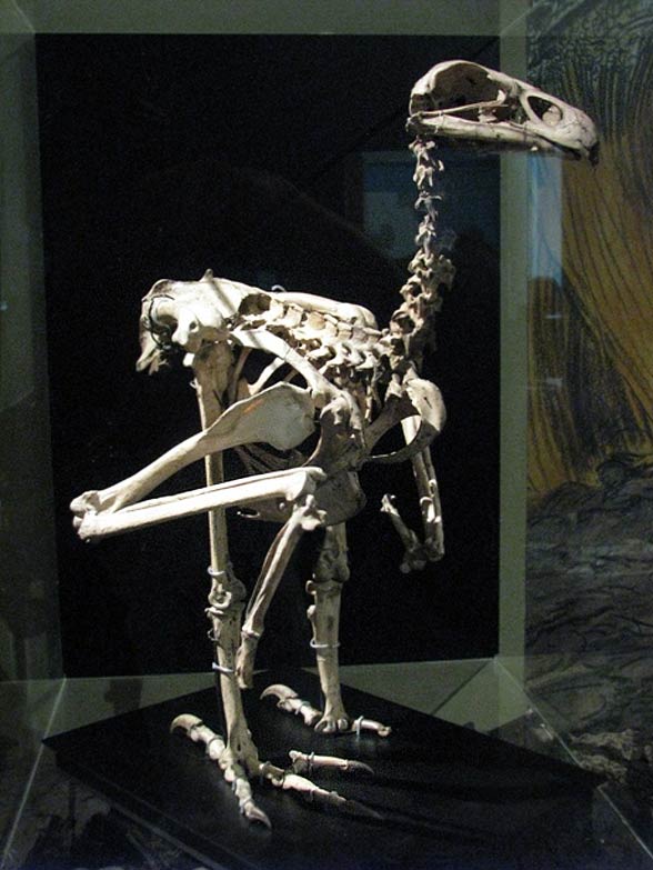 Haast's eagle (Harpagornis moorei)