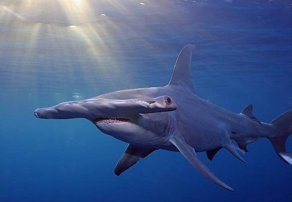 The smooth hammerhead (Sphyrna zygaena) can be even 5 m long.