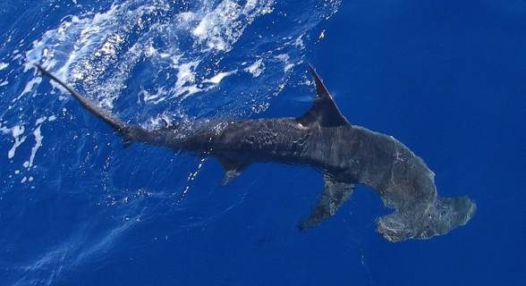 The smooth hammerhead shark (Sphyrna zygaena) migrates depending on the season.