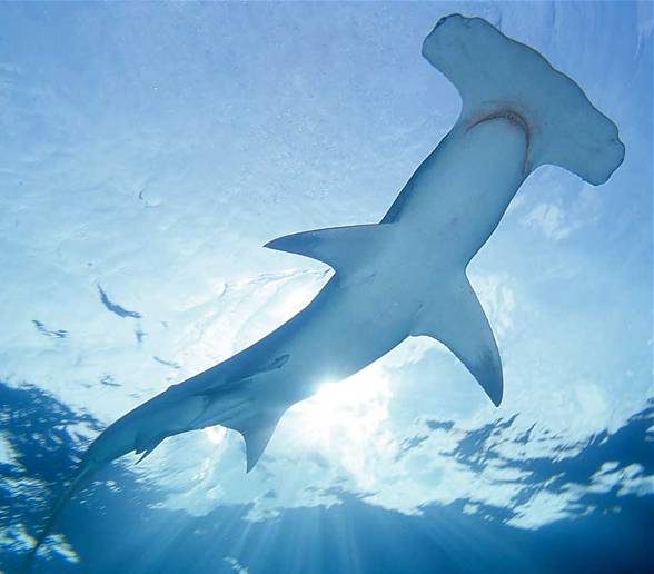 Smooth hammerheads sharks are active predators.