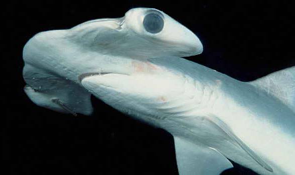 Young sharks are threatened by other shark species, and the adult sharks often become the prey of killer whales.