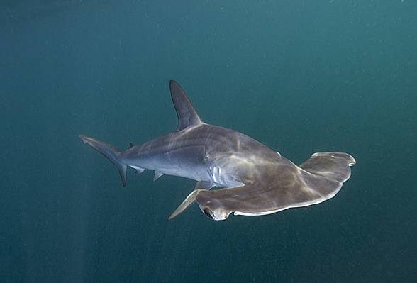 Females of the smooth hammerheads can reproduce by parthenogenesis, i.e., without a male's involvement