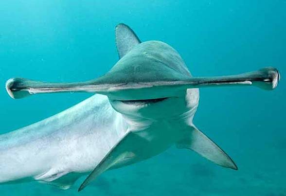The smooth hammerhead sharks (Sphyrna zygaena) weighs up to 400 kg.