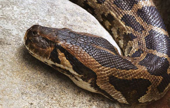 Indian rock python (Python molurus)