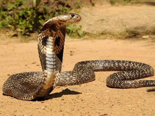 King cobra (Ophiophagus hannah)