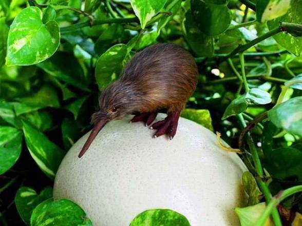 The Kiwi (Apteryx)