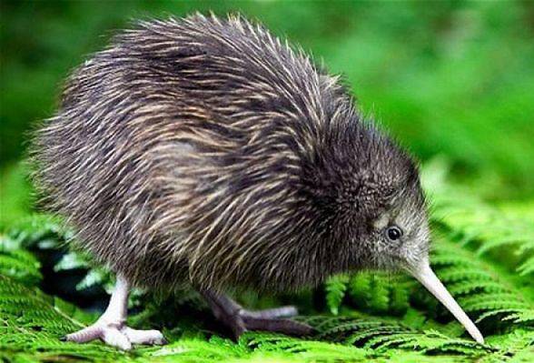 Kiwi (Apteryx)