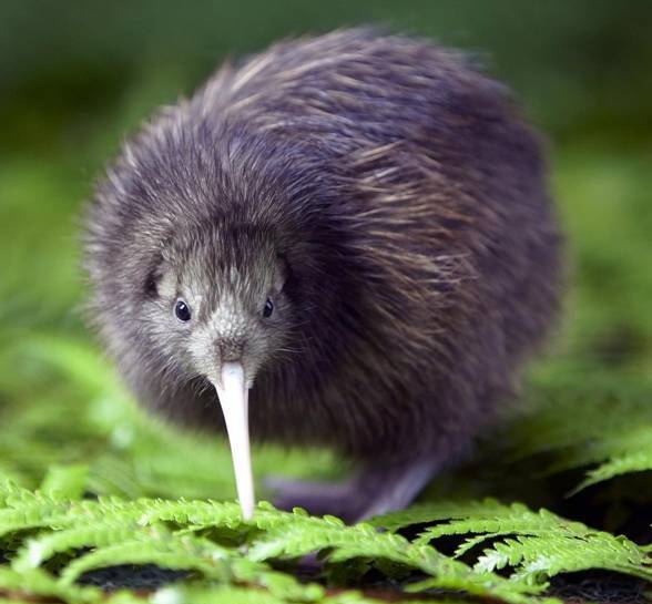 Kiwi (Apteryx)