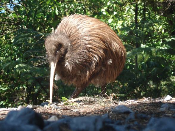 Kiwi (Apteryx)