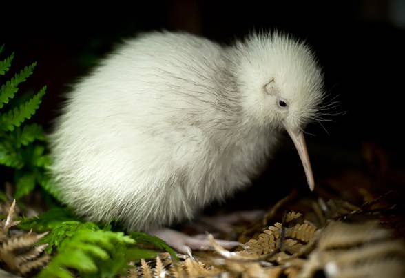 Kiwi (Apteryx)