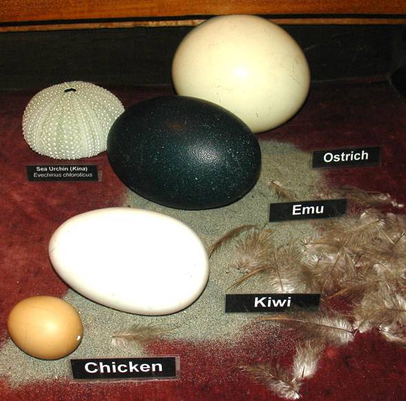 The Kiwi (Apteryx)