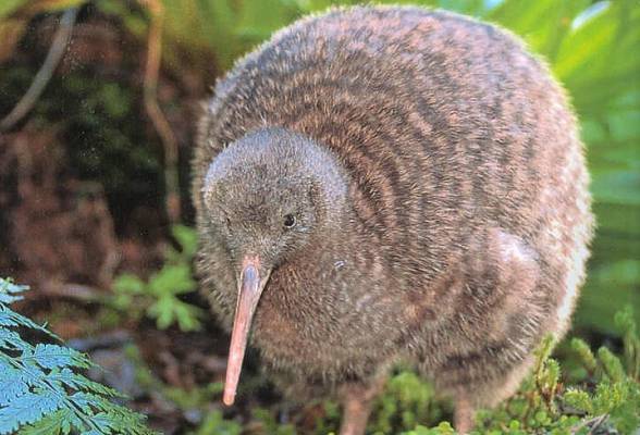 The Kiwi (Apteryx) 