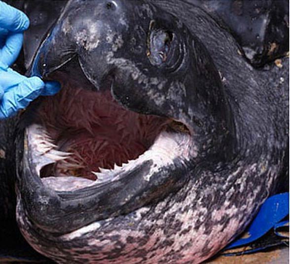 Leatherback sea turtle (Dermochelys coriacea)