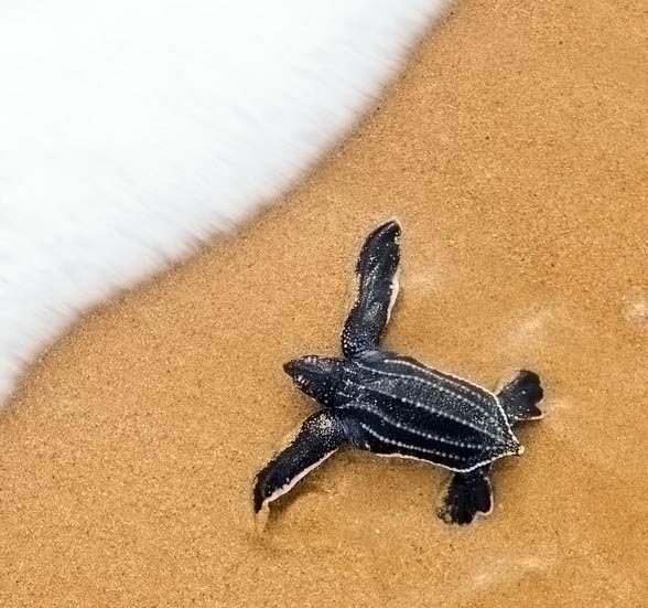 Leatherback sea turtle (Dermochelys coriacea)