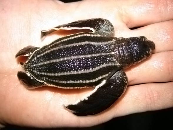 Leatherback sea turtle (Dermochelys coriacea)