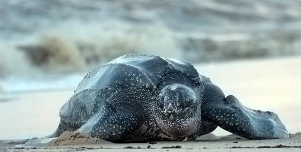 Leatherback sea turtle (Dermochelys coriacea)