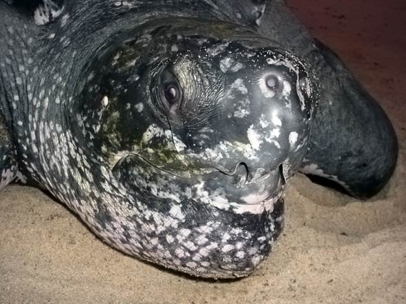 Leatherback sea turtle (Dermochelys coriacea)