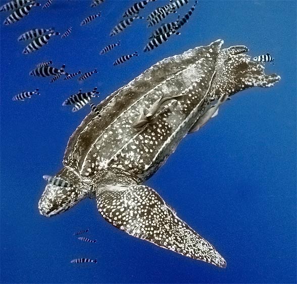 Leatherback sea turtle (Dermochelys coriacea)