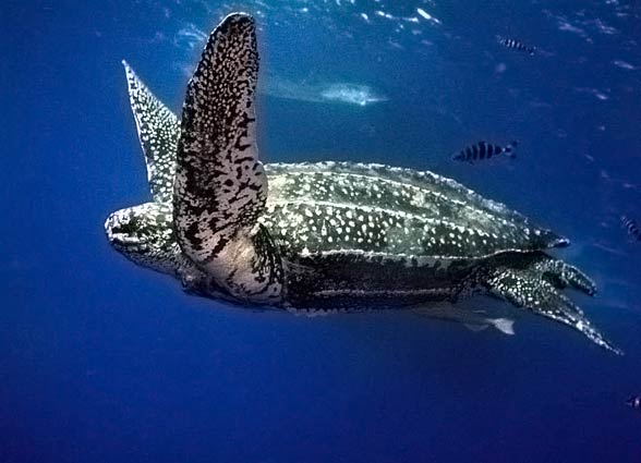 Leatherback sea turtle (Dermochelys coriacea)