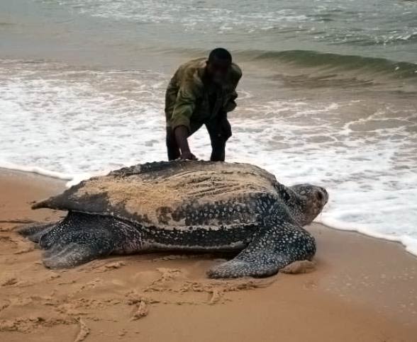 Leatherback sea turtle (Dermochelys coriacea)