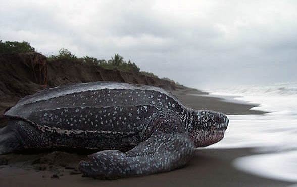 Leatherback sea turtle (Dermochelys coriacea)