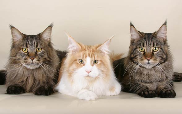 Maine coon.