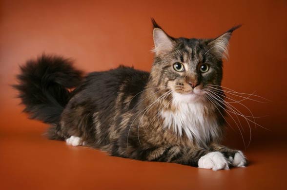 Maine coon.
