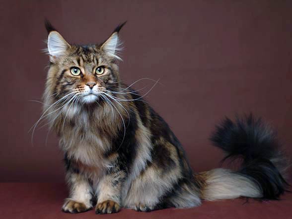 Maine coon.