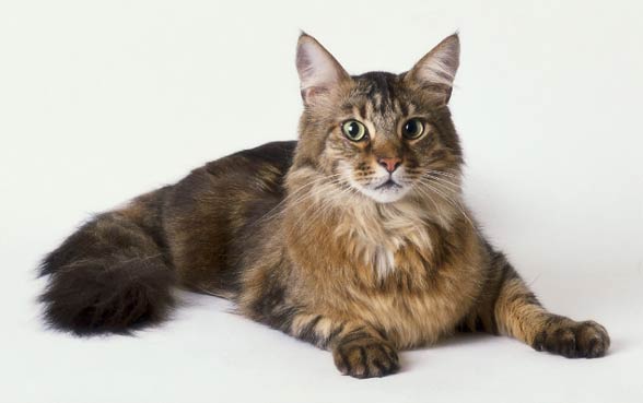 Maine coon.