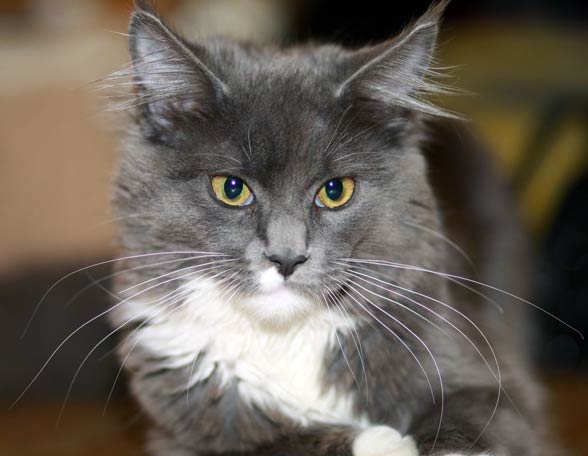 Maine coon.