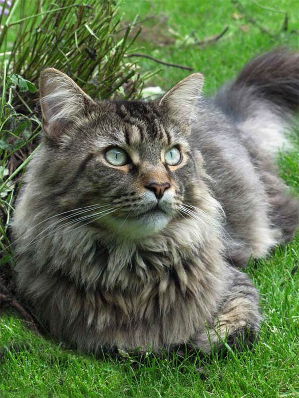 Maine coon.