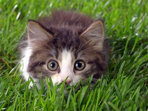 Maine coon.