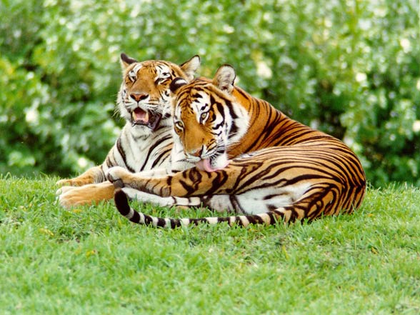 Malayan tigers (Panthera tigris jacksoni)