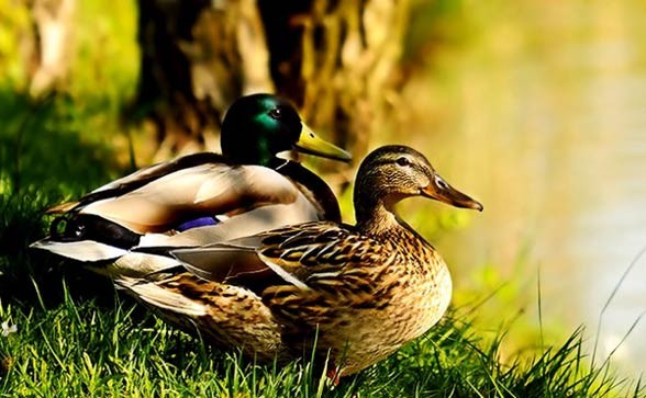 Mallard, wild duck (Anas platyrhynchos)