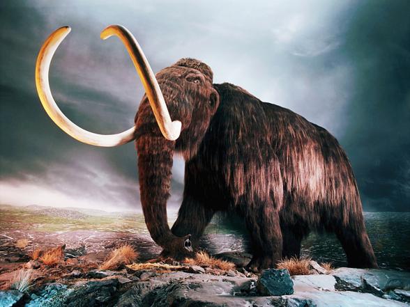 Mammoth